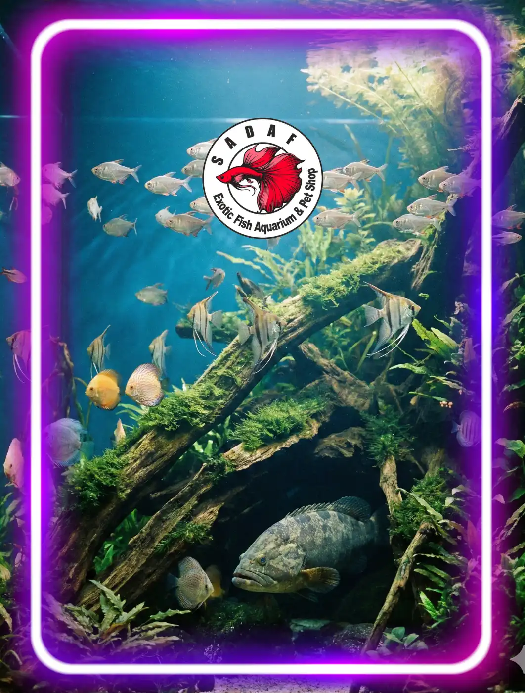 Sadaf Aquarium